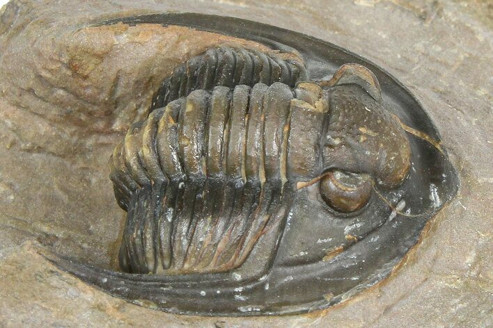 Diademaproetus Trilobite - Foum Zguid, Morocco #363128
